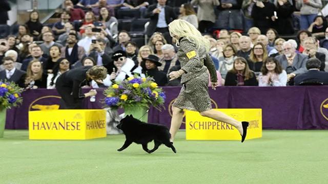 The 143rd Annual Westminster Kennel Club Dog Show: Group Competitions & Best In Show
