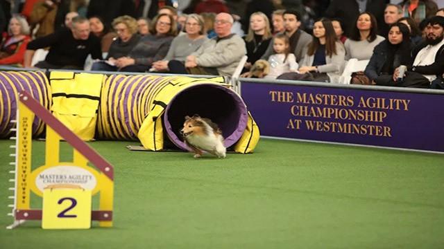7th Annual Masters Agility Championship at Westminster Finals