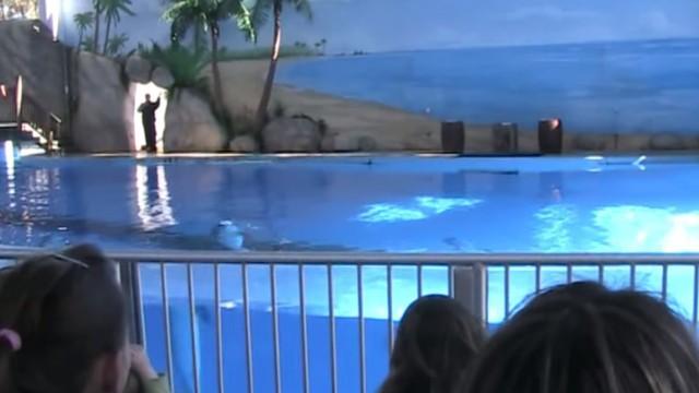 Six Flags Discovery Kingdom Dolphin Show! (Part One)