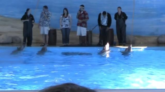 Six Flags Discovery Kingdom Dolphin Show! (Part Two)