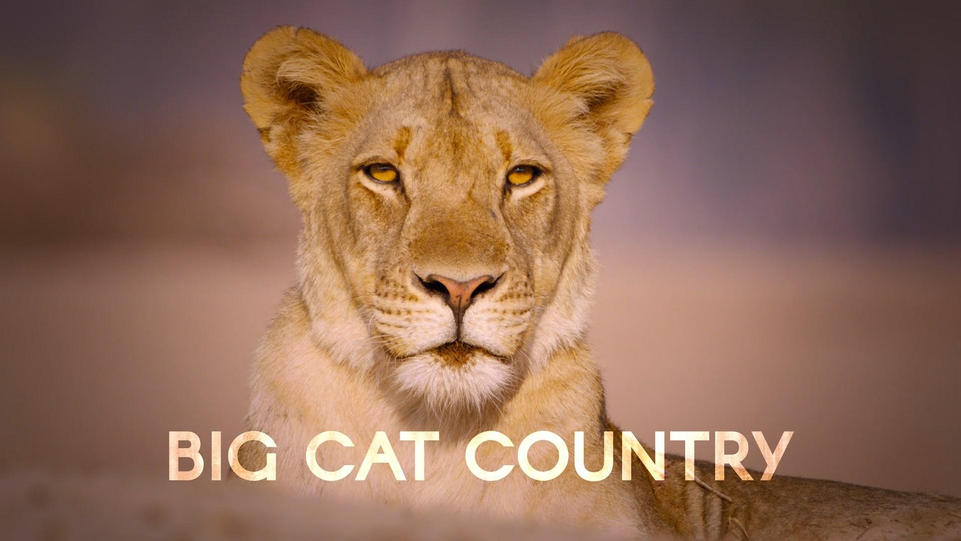Big Cat Country