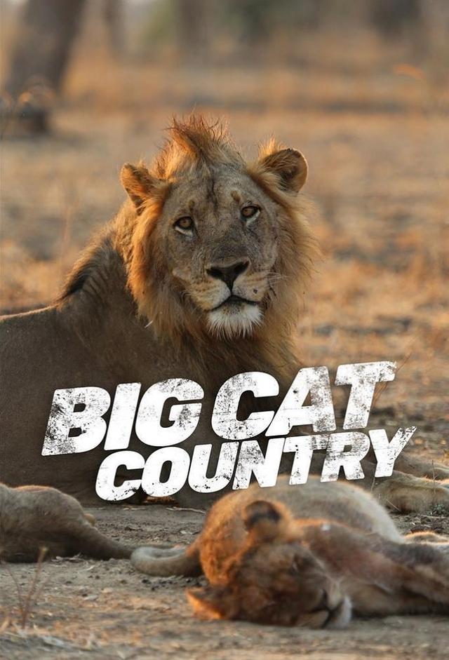 Big Cat Country