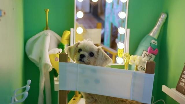 Lilly Singh: Hollywood Poodle Pad