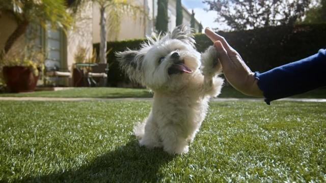 Norbert: Canine Casita