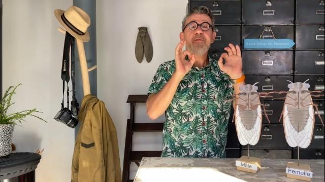 Le chant des cigales