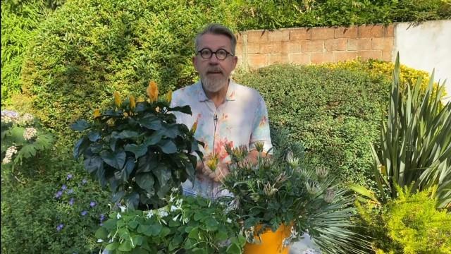 Pourquoi les fleurs s'ouvrent et se referment