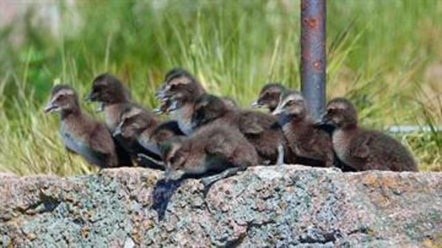 Edderfuglenes ællinge-børnehave