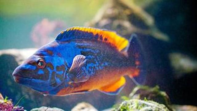 En hunfisk bliver til en hanfisk