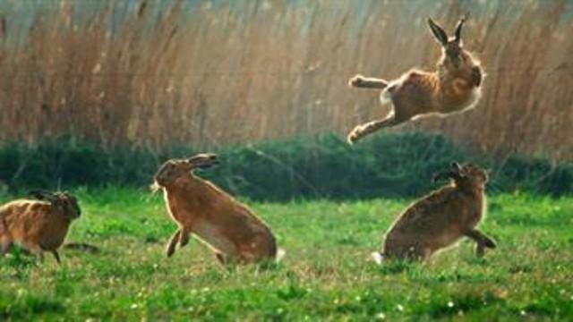 Hare-boksekamp