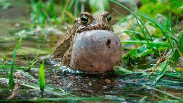 Kan strandtudsen snige sig væk fra mågerne?