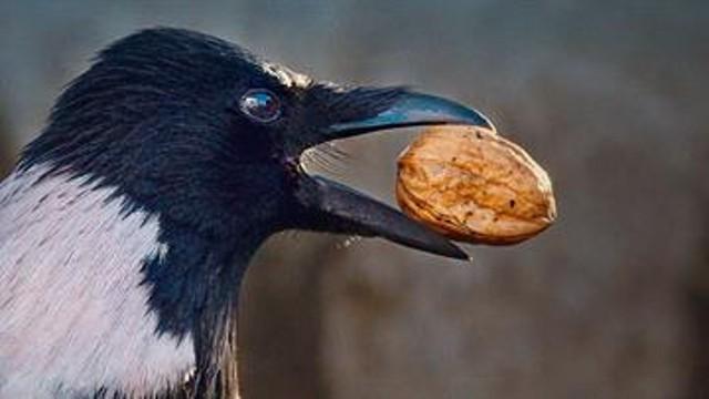 Hvem bruger bilerne som nøddeknækker?