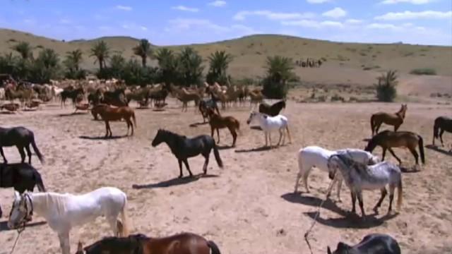 الحلقة الرابعة عشرة