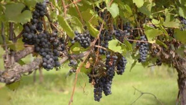 Felon voting rights, more wineries, capitol reporters