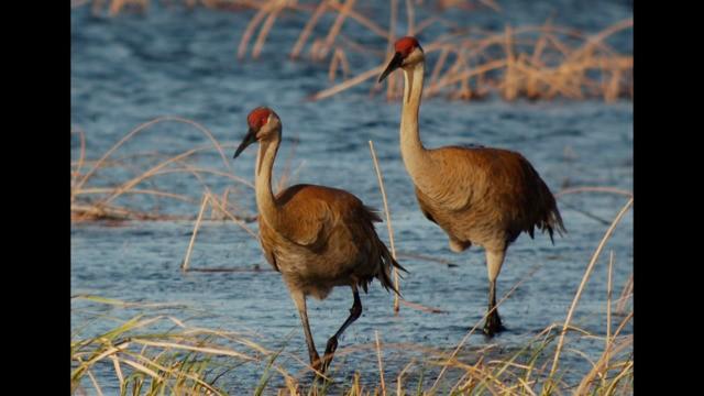 Spring flooding, opioid law change, birding with Birdchick