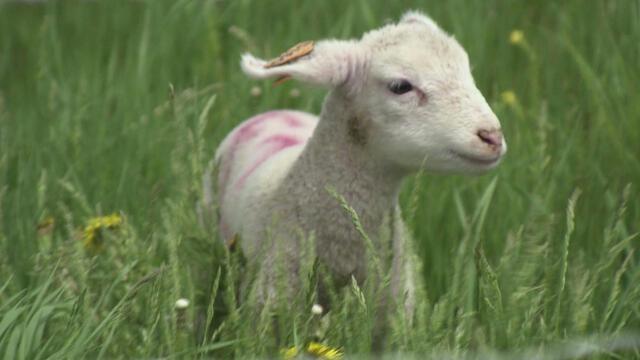 Opioid deaths decrease, wet summer, Women Farmers