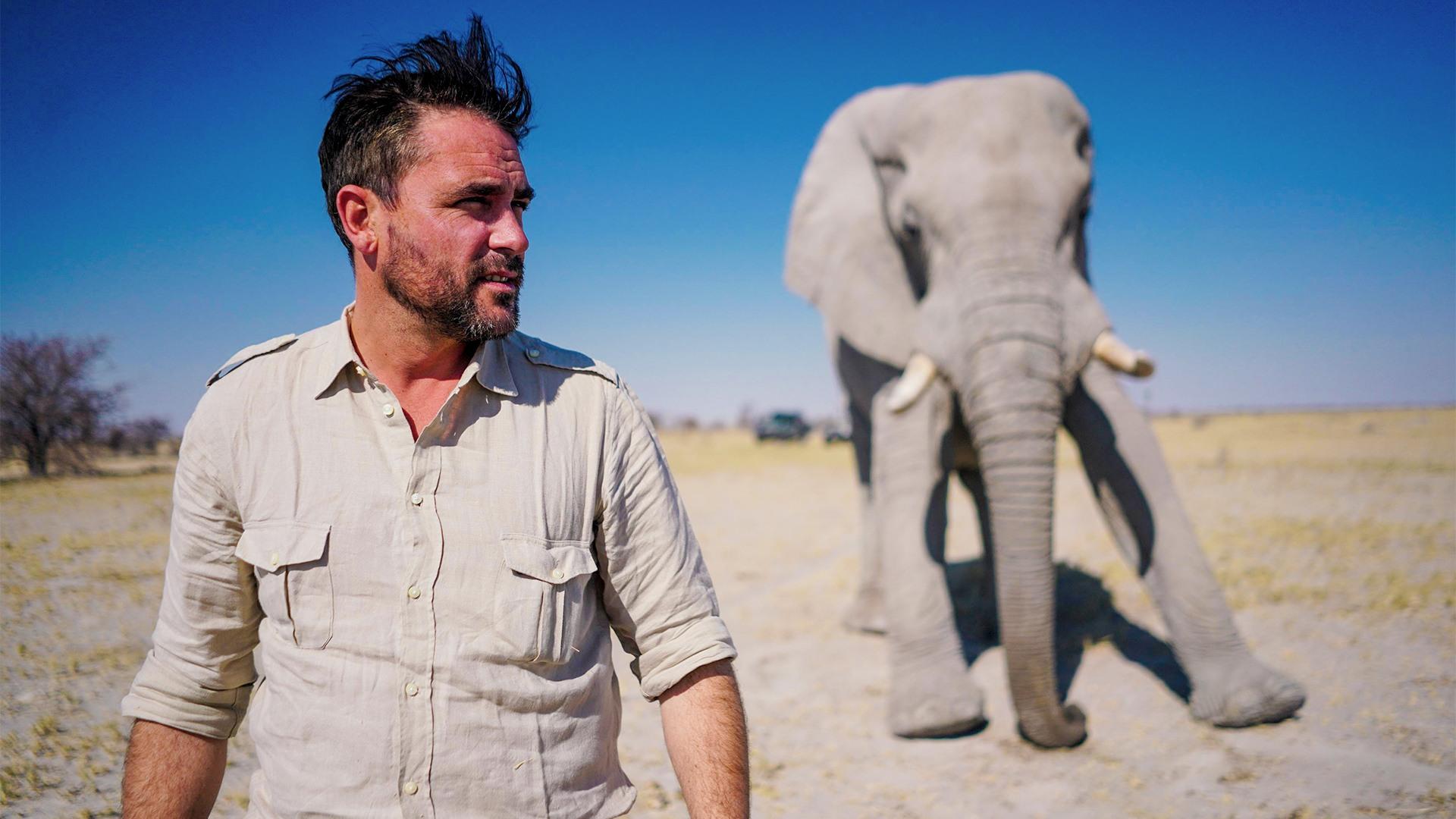Walking with Elephants
