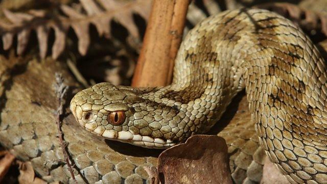 Deadly Snake Special