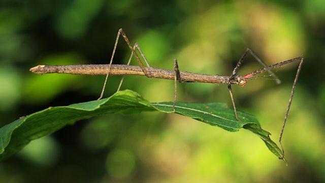 Deadly Backyard Beasts