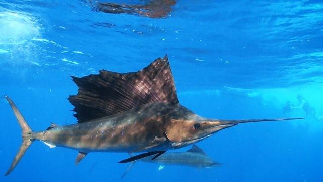 Deadly Seas