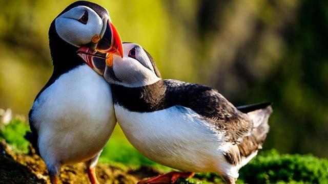 The Pembrokeshire Coast: A Wild Year