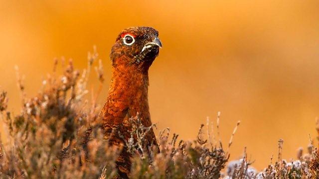 The Yorkshire Moors: A Wild Year