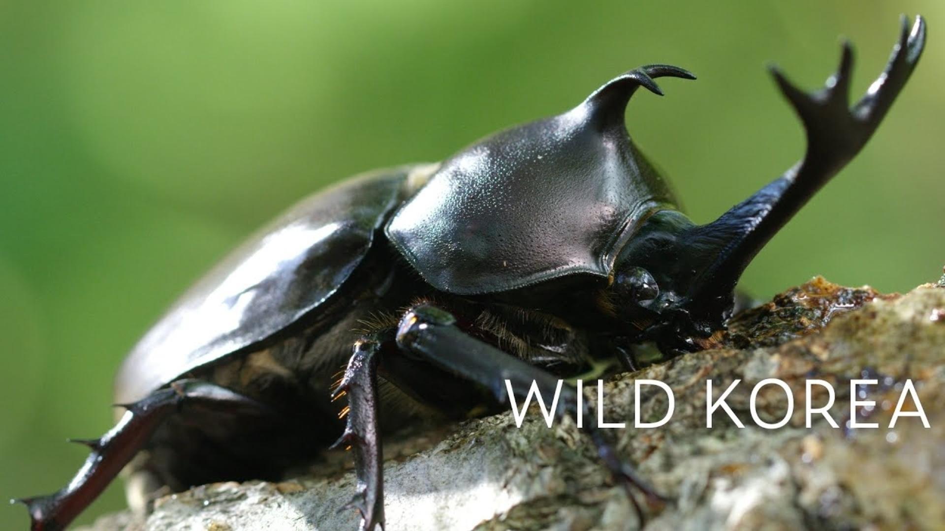 Wild Korea