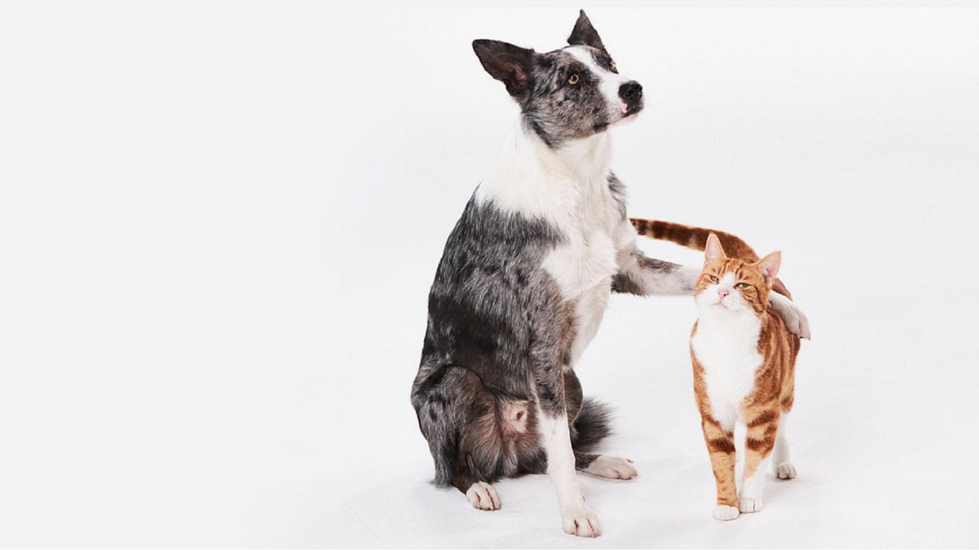 Dog Tales and Cat Tales