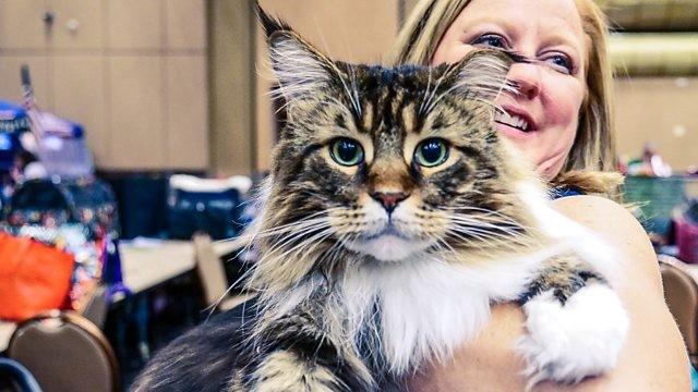 Cat Tales: In From The Wild
