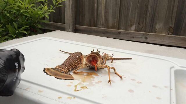 How to clean a Lobster perfectly - Florida Spinny lobster tail - Clean live lobster