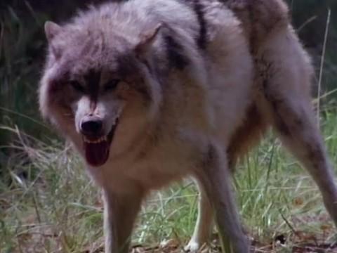 Hour of the Wolf