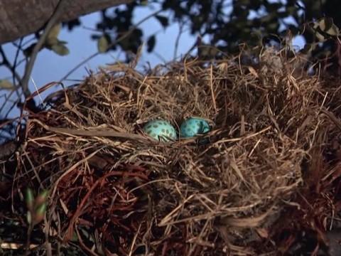 Two Bad Eggs