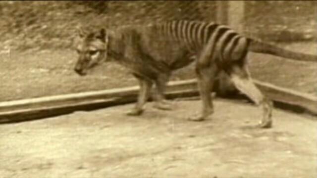 Mystery of the Thylacine