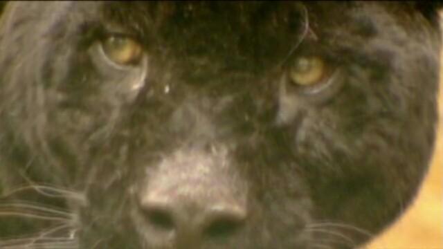 Alien Big Cats