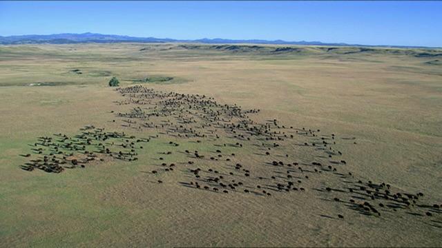 Die Zukunft: In die Wildnis
