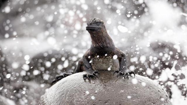 Galapagos (1): Im Bann der Meeresströmungen