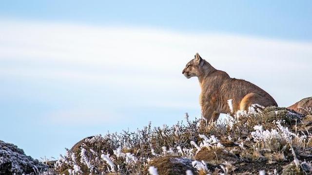 Geisterkatzen (2): In den Bergen der Pumas
