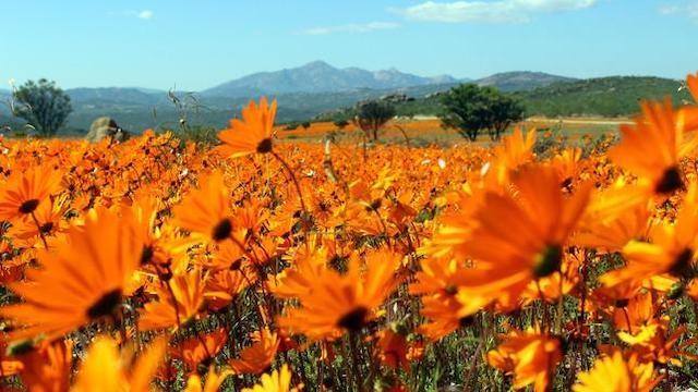 Wildes Südafrika (3): Wo die Wüste blüht
