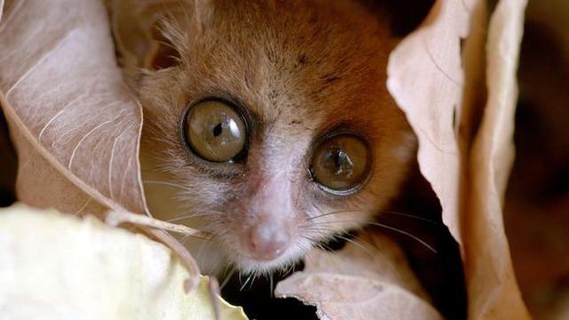 Unbekanntes Madagaskar (1) Im Dschungel der Lemuren