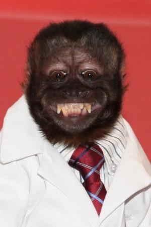 Picture of Crystal the Monkey