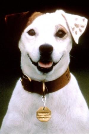 Picture of Soccer the Dog