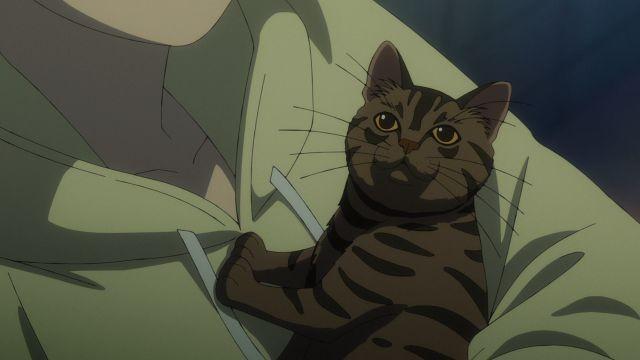 Meow Meow, Meow Meow, Meow Meow Meow Meow Meow