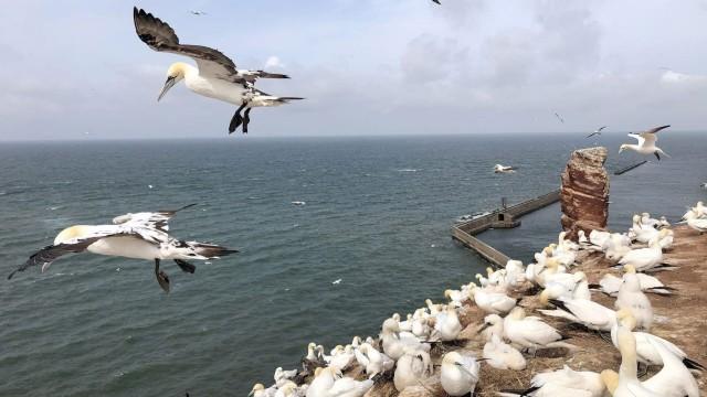 Heligoland: el mundo salvaje de la roca roja