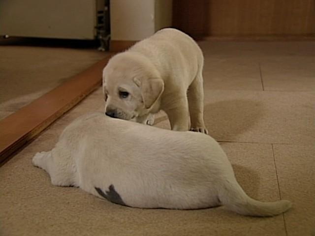はじめてのさようなら