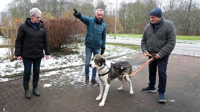 Mischlingshund Asco /​ Südafrikanische Hütehunde Lenny und Carlo