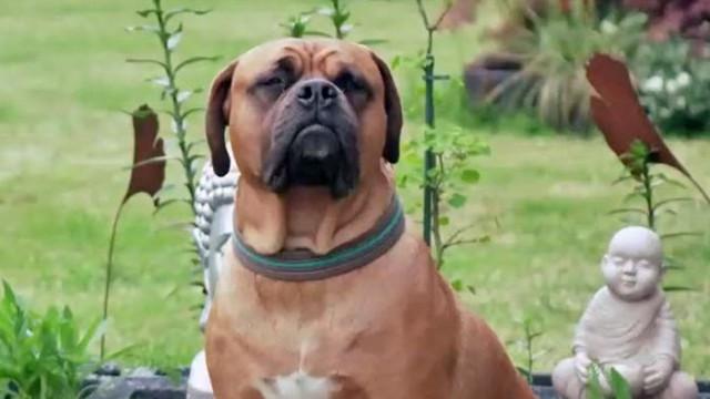 Fünf Riesen-Doggen
