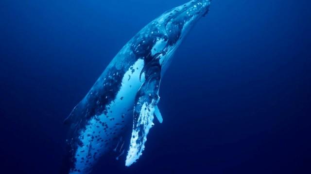 Part 2: Listen to the Song of the Whale
