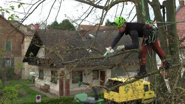 Wie man einen Baum schneidet