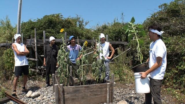 DASH島にひまわり咲かせられるか!?都会で森作り始動!!