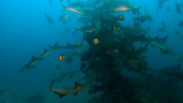 DASH海岸…圧巻!!サメ大集合な海へ潜入!
