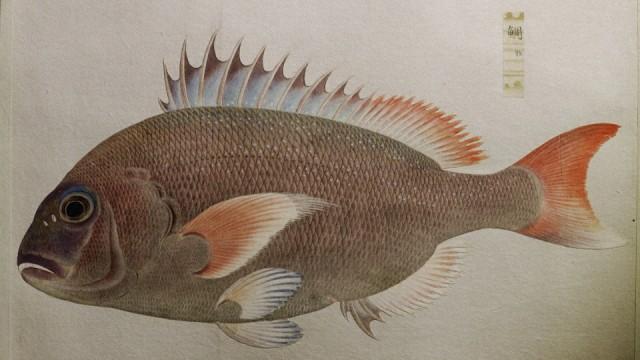 時代をひらいた博物大名たち